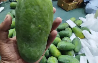 Mangoes